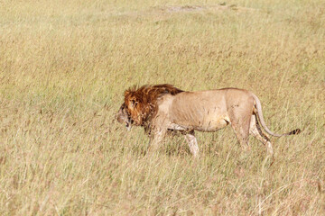 Grassland in east africa with a male lion