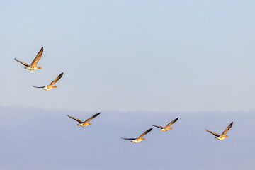 Flock of White-fronted geese flying in the sky