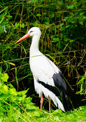 Portrait of a stork. Bird in natural habitat. Ciconiidae.
