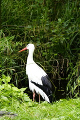Portrait of a stork. Bird in natural habitat. Ciconiidae.
