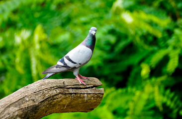 Portrait of a street pigeon against a green background.
