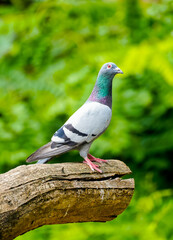 Portrait of a street pigeon against a green background.
