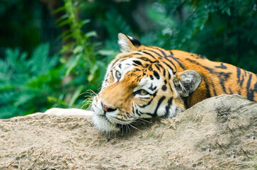 Portrait of a lying tiger. Panthera tigris.
