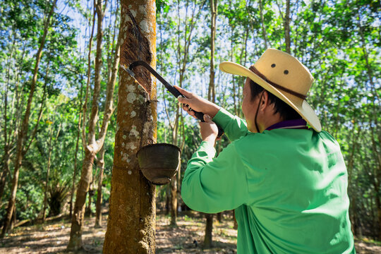 A Rubber trees and plastic bowls in a rubber plantation. A rubber technician expertly tapping rubber trees to collect their precious latex.