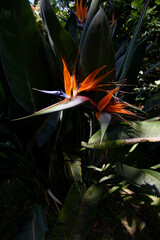 Bird of Paradise tropical flower