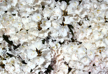 White azalea, or Rhododendron simsii flowers in a garden