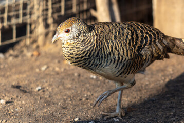 Portrait of a pheasant in the zoo