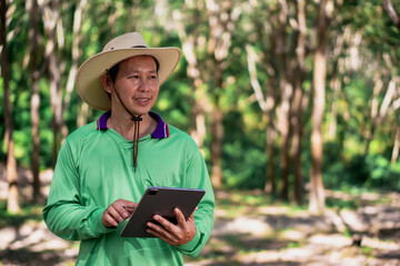 A Rubber trees and plastic bowls in a rubber plantation. A rubber technician expertly tapping...