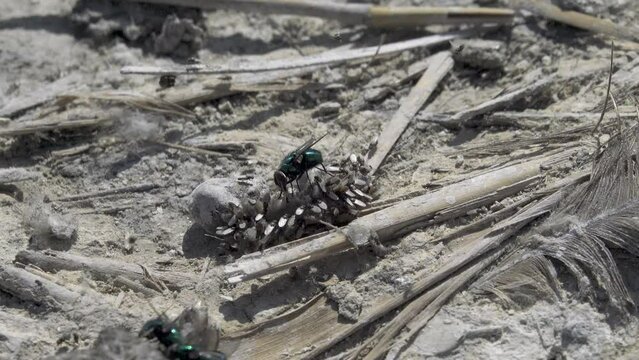 Feast of flies. Territory of cormorant colony. Soil is covered with bird droppings, regurgitates (guano). Leftover fish food (food eructation) as attractive food object for different species of flies
