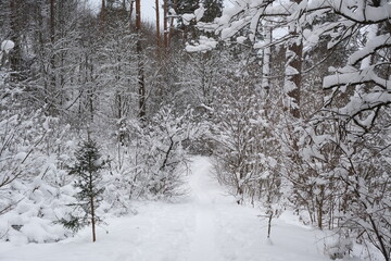 view on winter landscape, beautiful trees in the snow. Frozen scenic nature in a forest