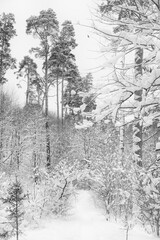 view on winter landscape, beautiful trees in the snow. Frozen scenic nature in a forest