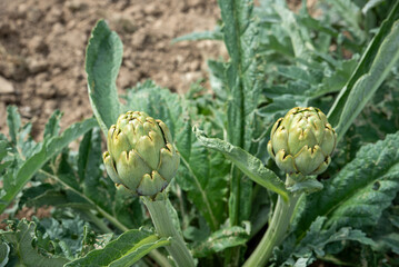 Fresh artichoke bulb growing in the agricultural field