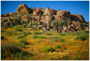 Springtime flowers against granite boulders © Ian