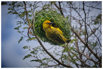 Yellow Weaver making its nest in thorn tree