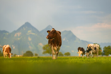 Cows pasture in Alps. Cows on alpine meadow in Switzerland. Cow pasture grass. Cow pasture green alpine meadow. Cow grazing on green field. Cows in a mountain field. Cow on mountain pasture in Alps. - obrazy, fototapety, plakaty
