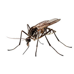 Aedes aegypti mosquito that transmits dengue fever on transparent background PNG - obrazy, fototapety, plakaty