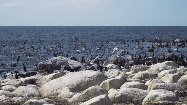 A huge number of birds in the Gulf of Finland. The Baltic Sea. Many young cormorants came out of their nests on the luda (rocky littoral islet) into the sea at the end of the breeding season