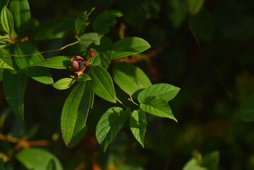 ladybug on a leaf