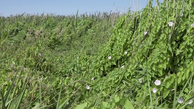 The European bindweed, (Convolvulus arvensis) thrives on the outskirts of reed beds on the bird islands of the Gulf of Finland