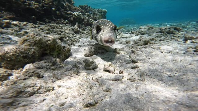 Close-up footage of a Whitespotted Pufferfish (Arothron hispidus) on a sandy seabed with coral reefs in the background, under natural sunlight. Check the gallery for similar footages.