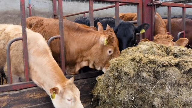 Limousine Cattle eating silage grass through a gate in a shed at a farm in UK