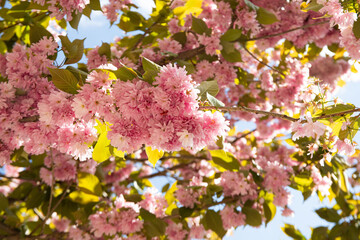 Flower tree on a sunny warm day