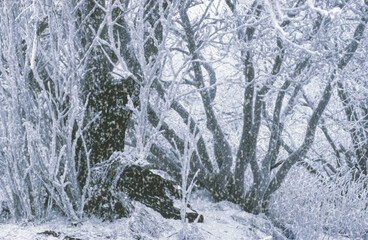 Baumstamm, Dickicht und Sträucher bei starlkem Schneefall im Winter in einer stark grobkörnigen Diaaufnahme