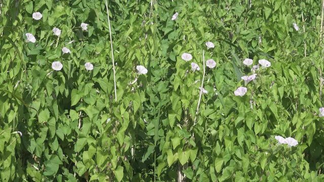 The European bindweed, (Convolvulus arvensis) thrives on the outskirts of reed beds on the bird islands of the Gulf of Finland