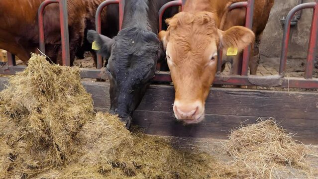 Limousine Cattle eating silage grass through a gate in a shed at a farm in UK