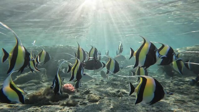 Hypnotic footage of Moorish Idols (Zanclus cornutus) facing the camera in a static shot, showcasing their unique beauty and patterns. Check the gallery for similar footages.