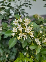 Murraya paniculata, commonly known as orange jasmine, orange jessamine, china box, mock orange, or called bunga kemuning in Indonesia. Small white flower with red fruit