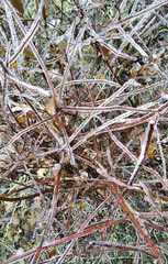 Glaciation of bushes and trees in December.