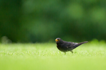 A blackbird looking for food on the ground