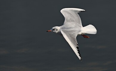 Black-headed Gull (Larus ridibundus), Greece