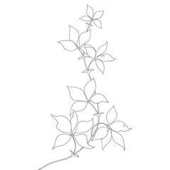 Hand drawn detailed clean line art illustration of butterfly flowers