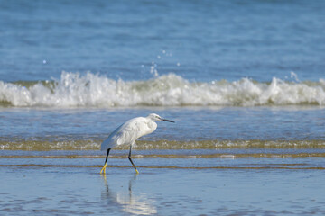 A Little Egret walking on the beach