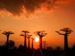 Hermosa avenida de los baobabs en Madagascar - obrazy, fototapety, plakaty