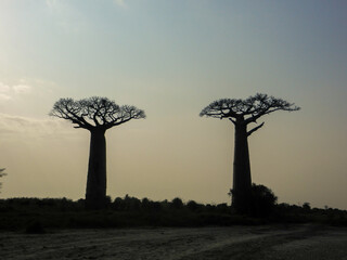 En el corazón de Madagascar, los baobabs danzan con la luz dorada del atardecer, sus siluetas esculpidas por la magia de la naturaleza © Pol