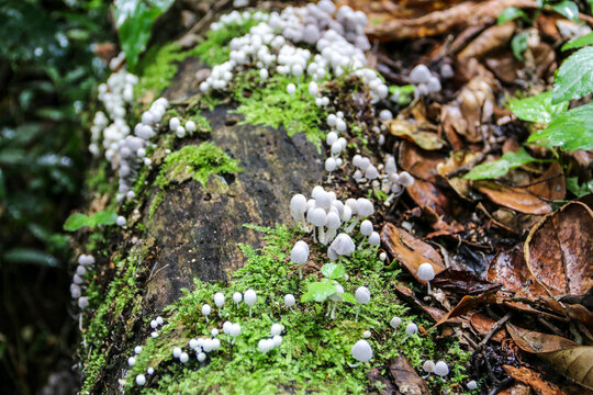 Vida silvestre microsc&oacute;pica

Tesoros micol&oacute;gicos de Madagascar