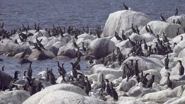 A huge number of birds in the Gulf of Finland. The Baltic Sea. Many young cormorants came out of their nests on the luda (rocky littoral islet) into the sea at the end of the breeding season