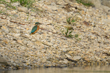 A common kingfisher sitting on a the ground