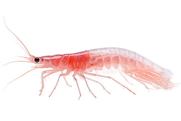 Essential Oceanic Cuisine: The Significance of Krill isolated on transparent background