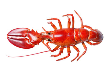 Lobster Potpourri: Diverse Species and Colors of Lobsters isolated on transparent background