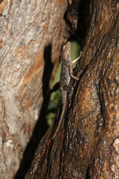 Close-up of a Lizard crawling up a tree, Bheemeshwari, Karnataka state, India