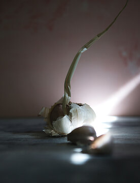 Bulb of garlic and garlic cloves on an table illuminated by a ray of light