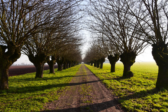 Straight road through rows of mulberry trees, Bosco Marengo, Alessandria, Piedmont, Italy