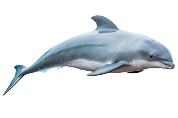 Ocean's Whisper: The Elusive Beauty of the Vaquita isolated on transparent background