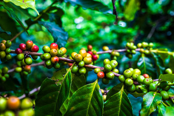 Red, yellow and green coffee berries on tree in coffee plantations, agriculture concept