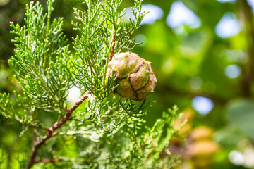 travel to Georgia - cone of evergreen cypress on twig close up in Kakheti region on autumn day