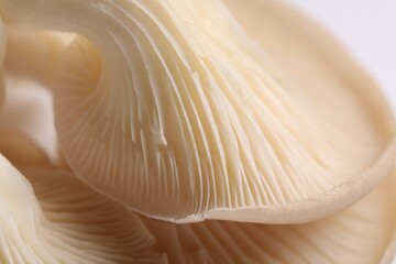 Fresh oyster mushrooms on white background, macro view